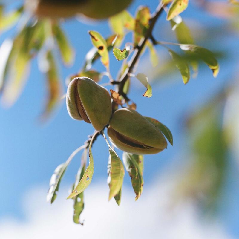 L'Occitane Almond Shower Oil Refill Duo